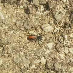 Castianeira