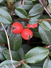 Cotoneaster dammeri