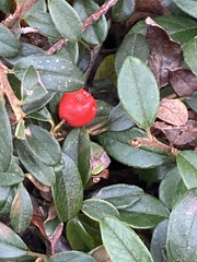Cotoneaster dammeri