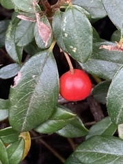 Cotoneaster dammeri