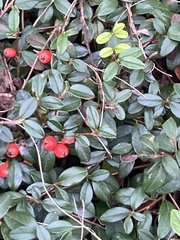 Cotoneaster dammeri