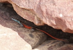 Platysaurus minor