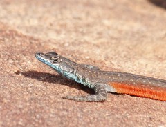 Platysaurus minor