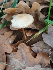 Mycena crocata