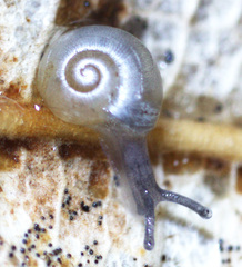 Striatura ferrea