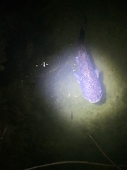 Siluriformes