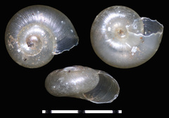 Striatura ferrea