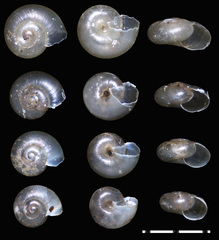 Striatura ferrea