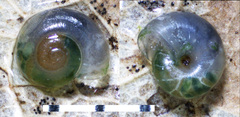 Striatura ferrea