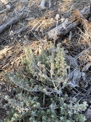 Teucrium