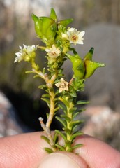 Diosma recurva
