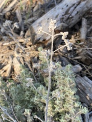 Teucrium