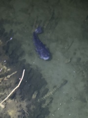 Siluriformes