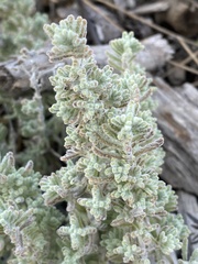Teucrium