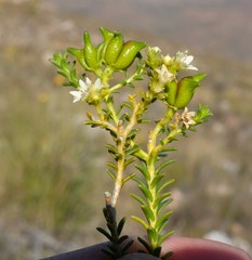 Diosma recurva