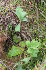 Pelargonium luridum