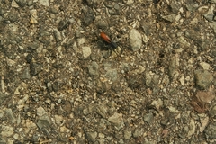 Castianeira
