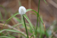 Cyperus cristatus