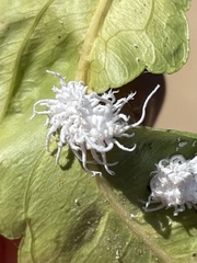 Pseudococcus