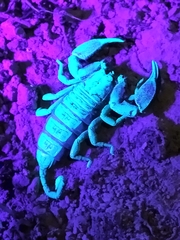 Hormurus