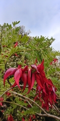 Clianthus