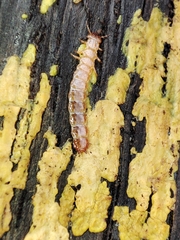 Cucujus cinnaberinus