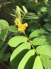 Senna uniflora