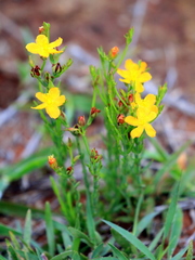 Hypericum lalandii