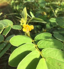 Senna uniflora