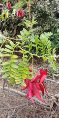 Clianthus