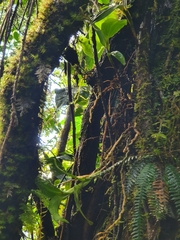 Epidendrum angustilobum