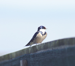 Hirundo albigularis