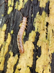 Cucujus cinnaberinus