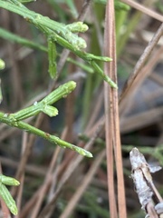 Cupressus