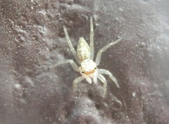 Phintelloides versicolor