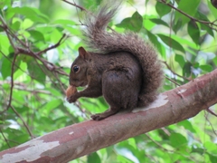 Sciurus aestuans