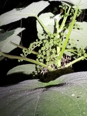 Dendrocnide moroides