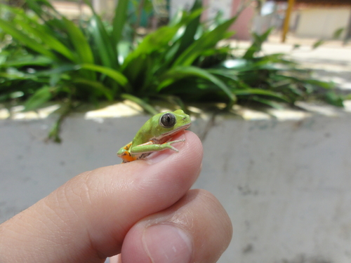 Northeastern Brazilian Leaf Frog