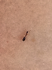 Monomorium floricola