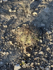 Echinocactus horizonthalonius