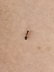 Monomorium floricola