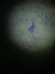 Siluriformes