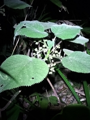 Dendrocnide moroides