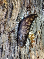 Limacus