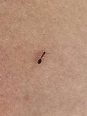 Monomorium floricola