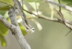 Thelotornis capensis