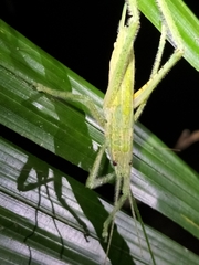 Segestidea queenslandica