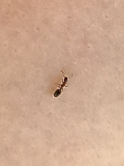 Monomorium floricola