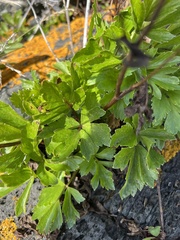 Ligusticum scothicum