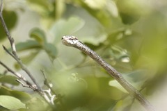 Thelotornis capensis